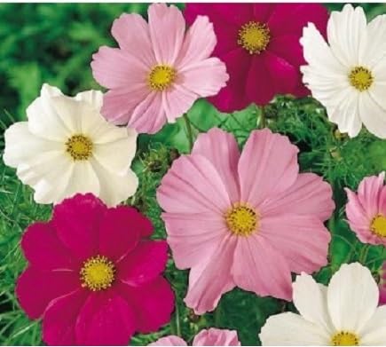 Splendour Seeds Cosmos Mix Flower Seeds
